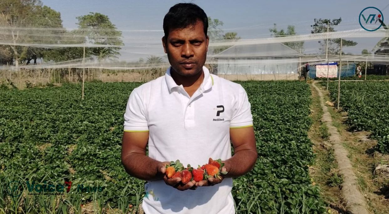 Father, has achieved great success by growing strawberries urged his daughter.